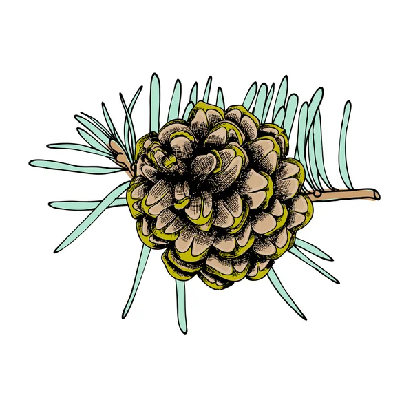 Desenho de cone de pinheiro desenhado à mão — Fotografia de Stock