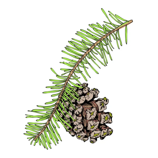 Dibujo de cono de pino dibujado a mano — Foto de Stock