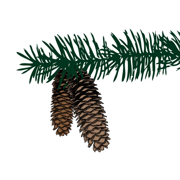 Croquis au cône de pin dessiné à la main — Image vectorielle