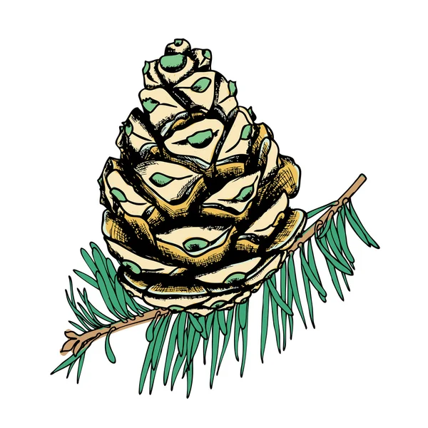 Dibujo de cono de pino dibujado a mano — Vector de stock