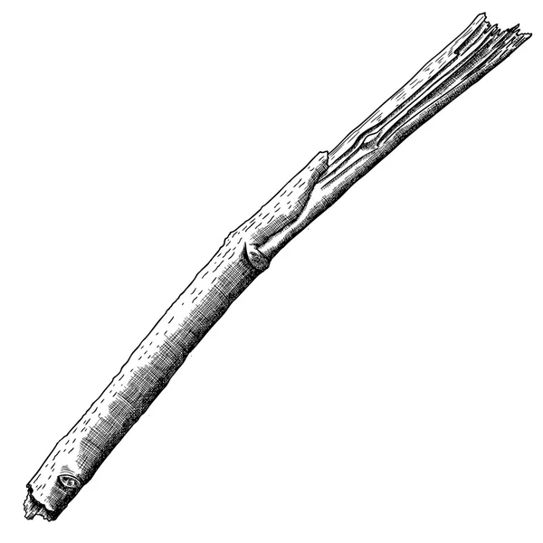 Croquis détaillé et précis des rameaux de bois — Image vectorielle