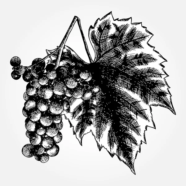 Desenho de tinta de uvas — Vetor de Stock