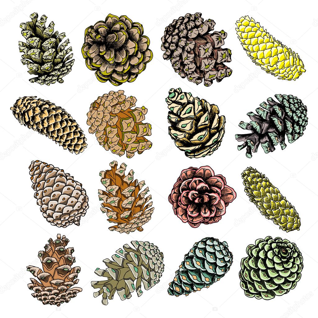 Set of hand drawn pine cones