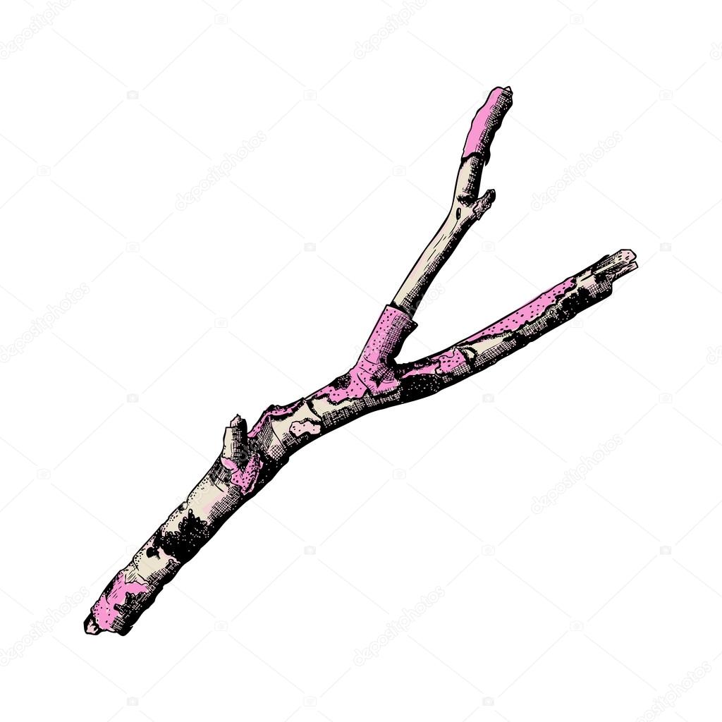 Detailed and precise wood twig sketch — Stock Vector © goldenshrimp