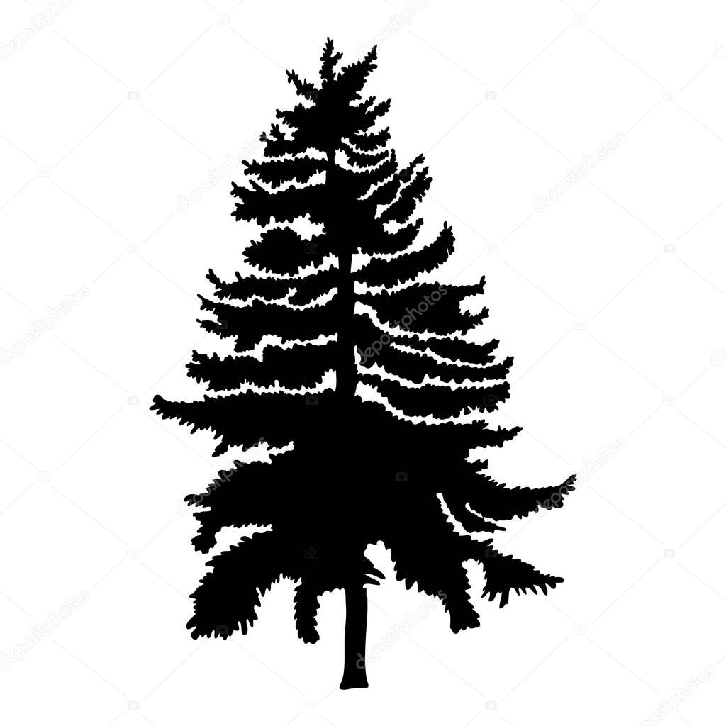 Fir tree illustration