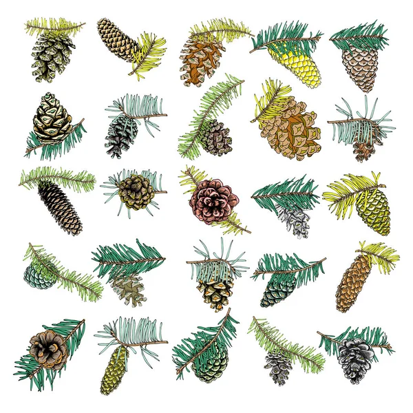 Set of hand drawn pine cones — Stock Vector