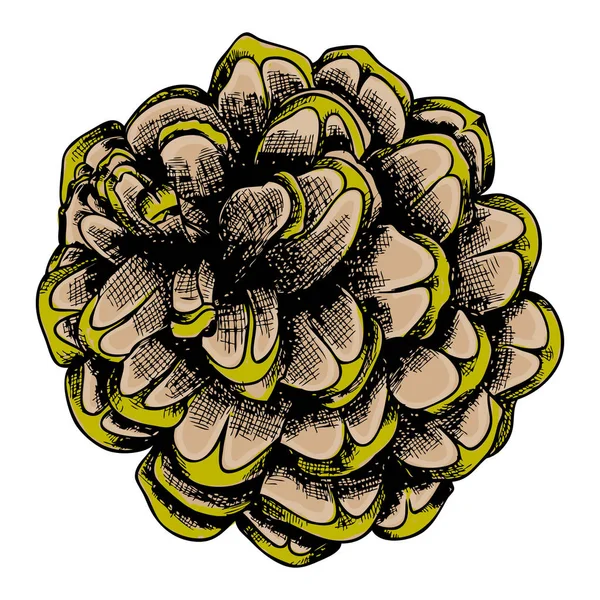 Desenho de cone de pinheiro desenhado à mão —  Vetores de Stock
