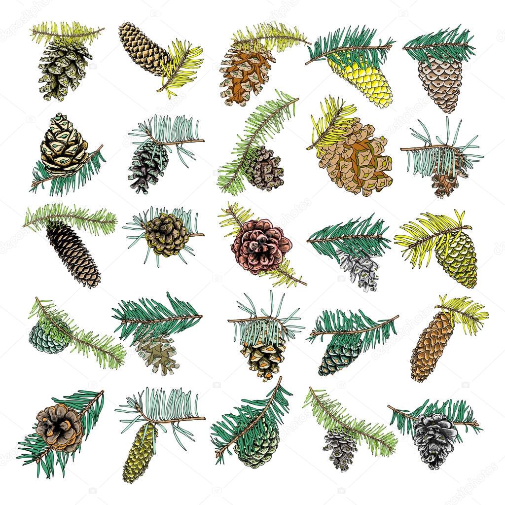 Set of hand drawn pine cones