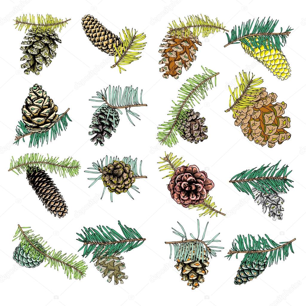 Set of hand drawn pine cones