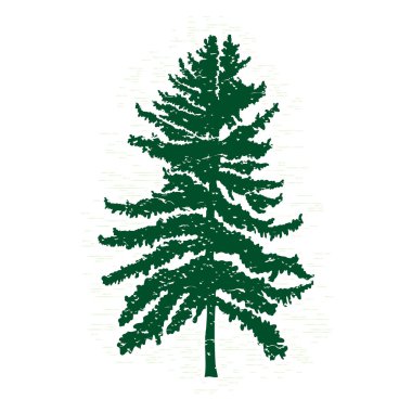 Hand drawn fir tree sketch clipart