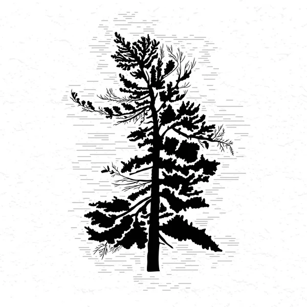 Hand getekende fir tree sketch — Stockfoto