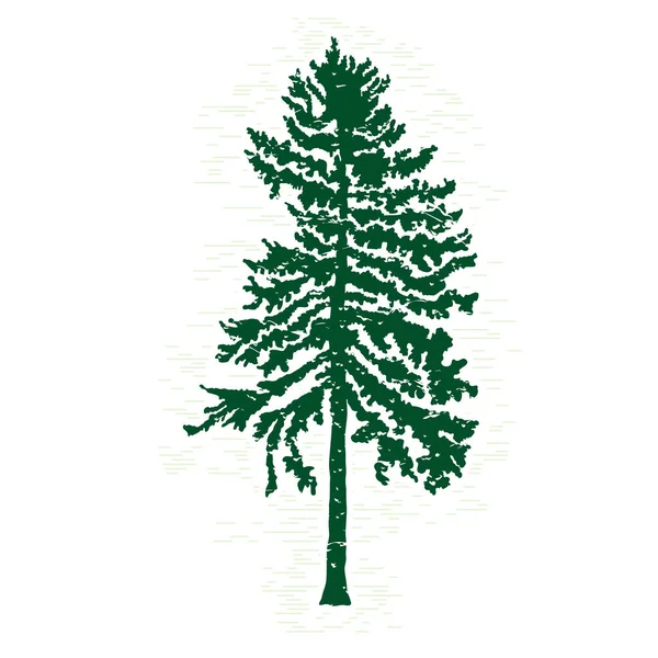 Hand drawn fir tree sketch — Stock Photo, Image