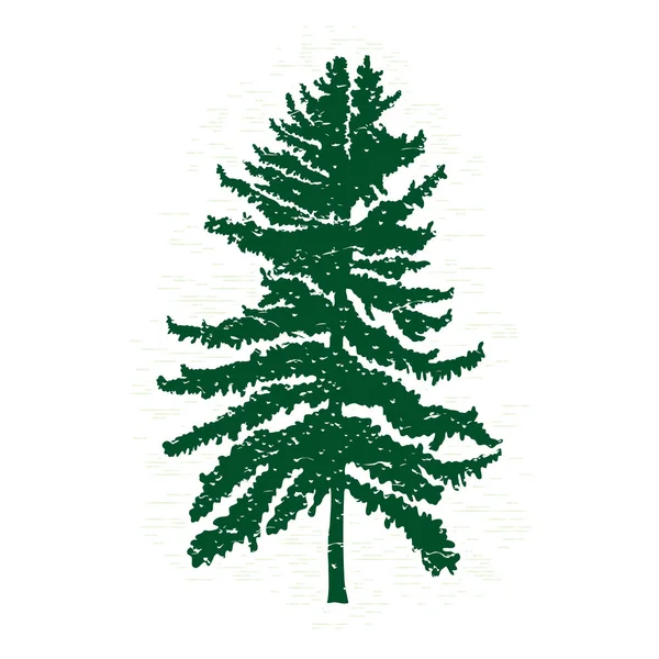 Elle çizilmiş köknar ağacı kroki — Stok fotoğraf