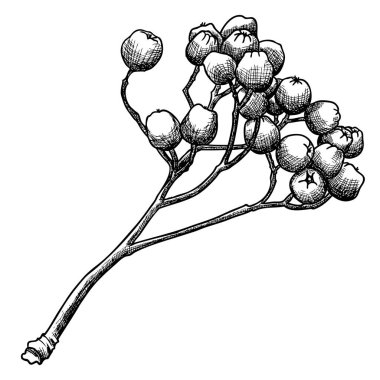Mürekkep rowanberry çizim