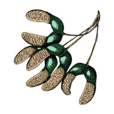 Mürekkeplenmiş akçaağaç tohumu el çekilmiş