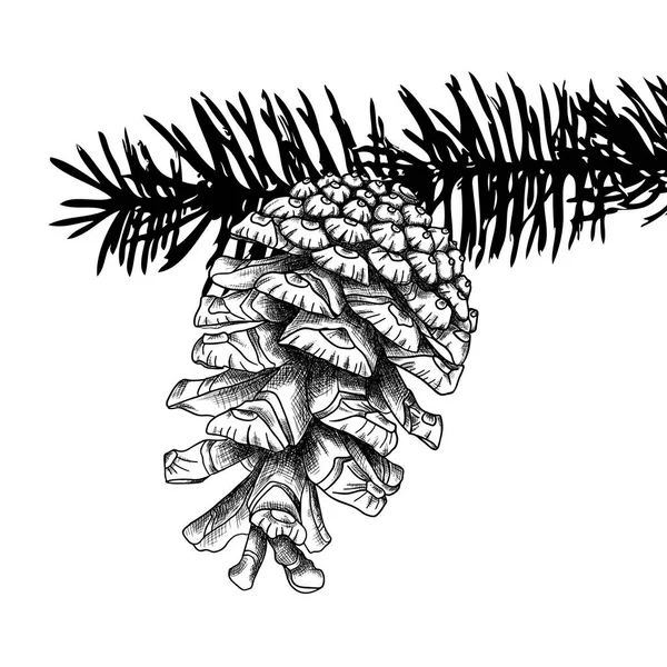 Pinecone esboço desenhado à mão — Vetor de Stock