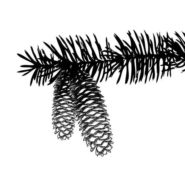 Pinecone hand drawn sketch — Stock Vector