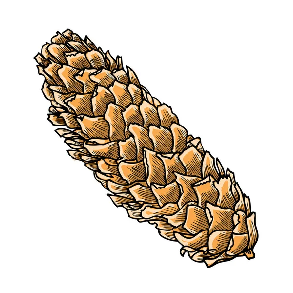 Sketsa gambar tangan Pinecone - Stok Vektor