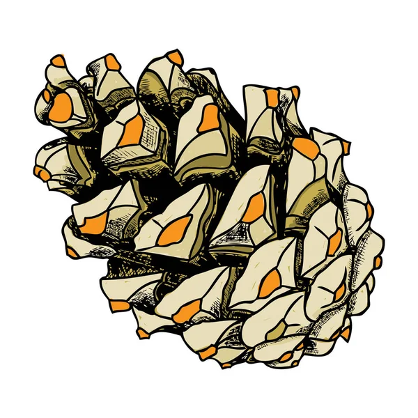 Pinecone boceto dibujado a mano — Vector de stock
