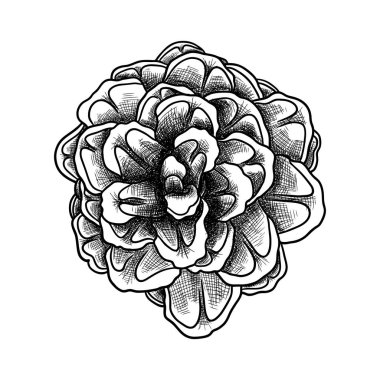 Elle çizilmiş çam kozalağı