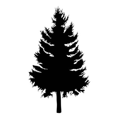 Elle çizilmiş köknar ağacı kroki