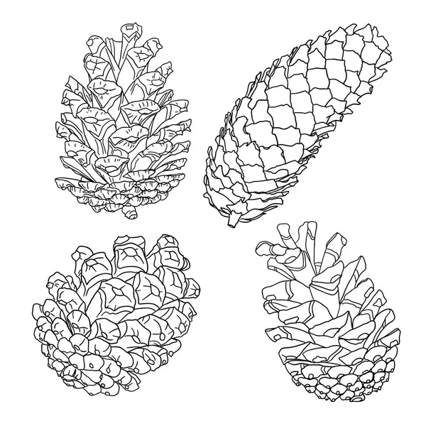 스케치 소나무 콘의 집합 — 스톡 사진