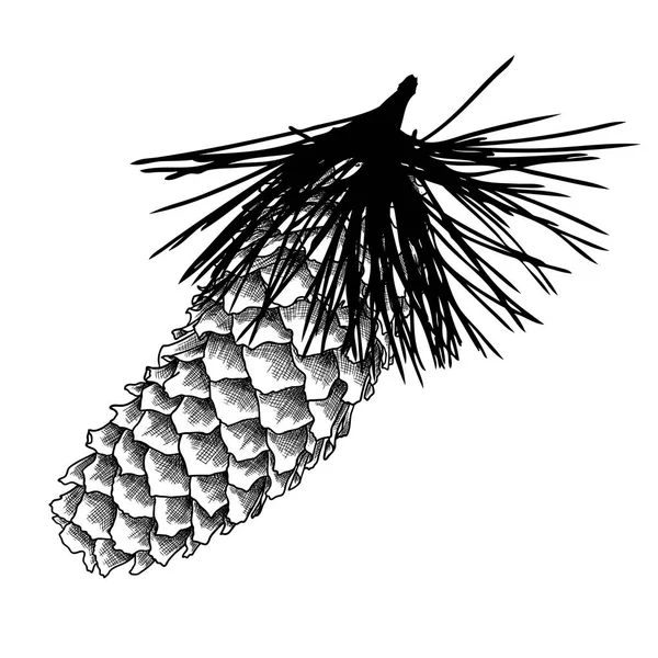 Hand drawn pine cone — Stock Photo, Image