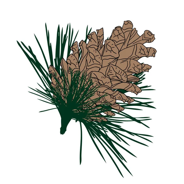 Cone de pinheiro desenhado à mão — Fotografia de Stock