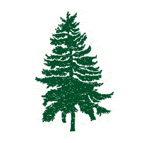 Hand getekende fir tree sketch — Stockfoto