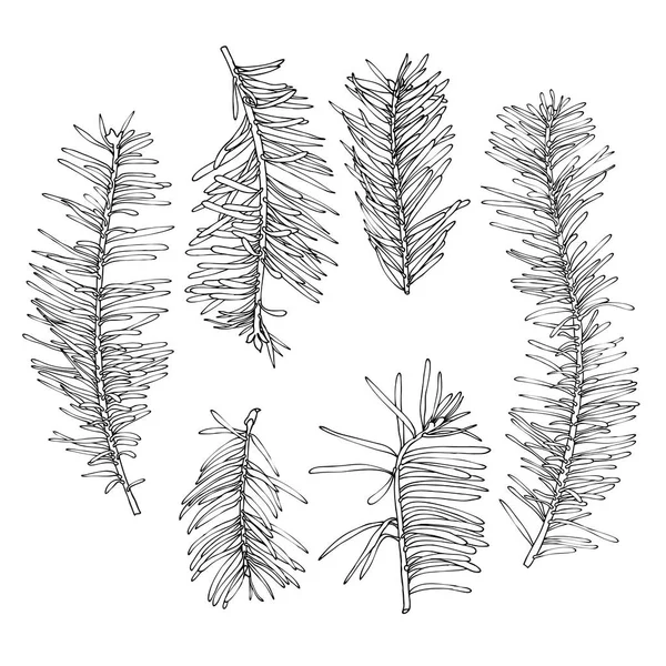 Collection of hand drawn conifers — Stock Vector