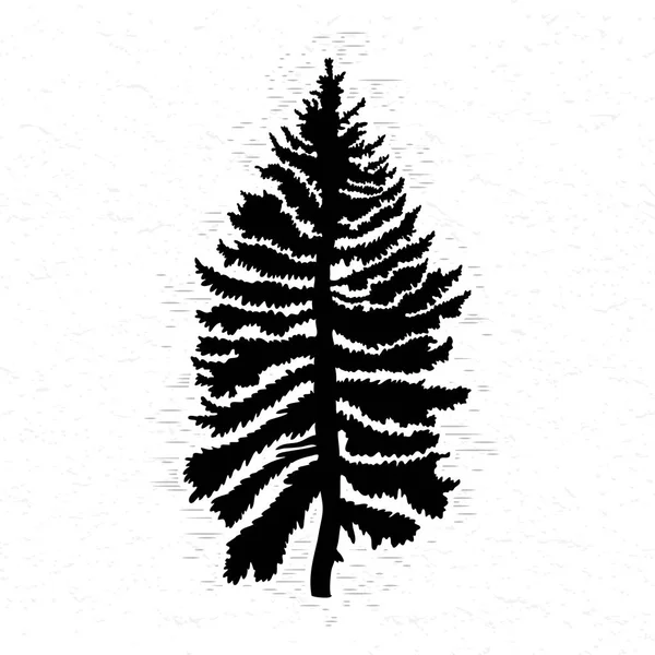 Fir tree sketch — Stock Photo, Image
