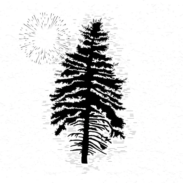 Skica strom jedle — Stock fotografie