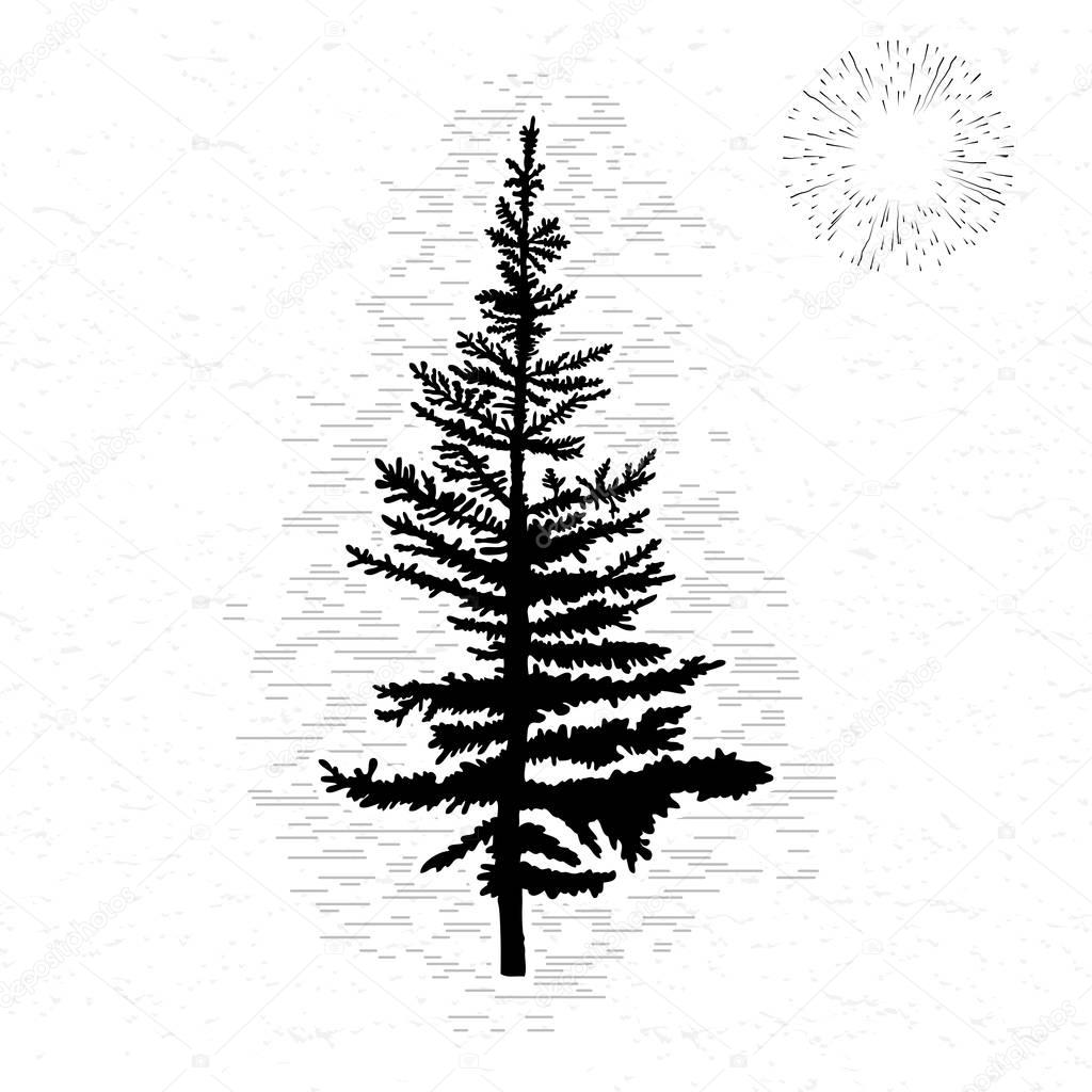 Fir tree sketch