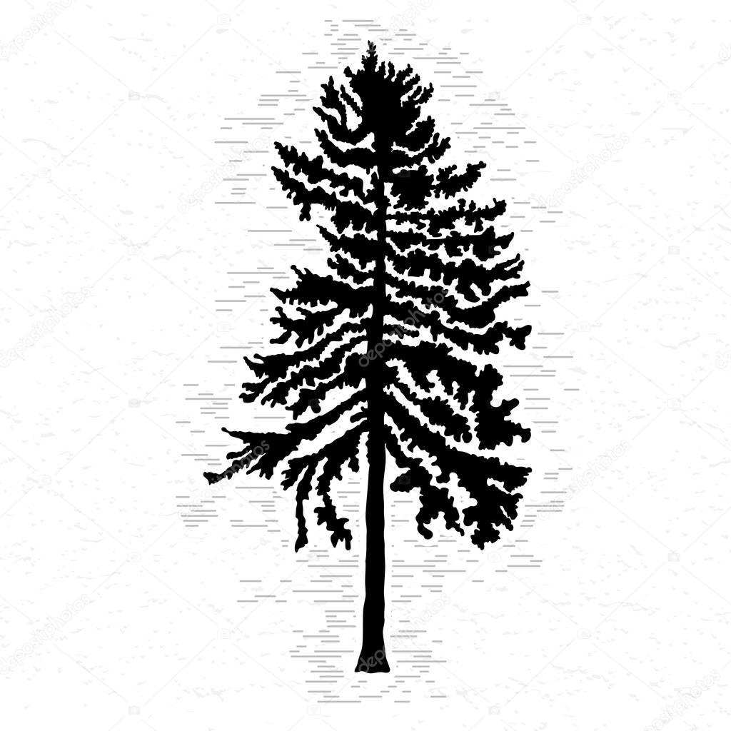 Fir tree sketch