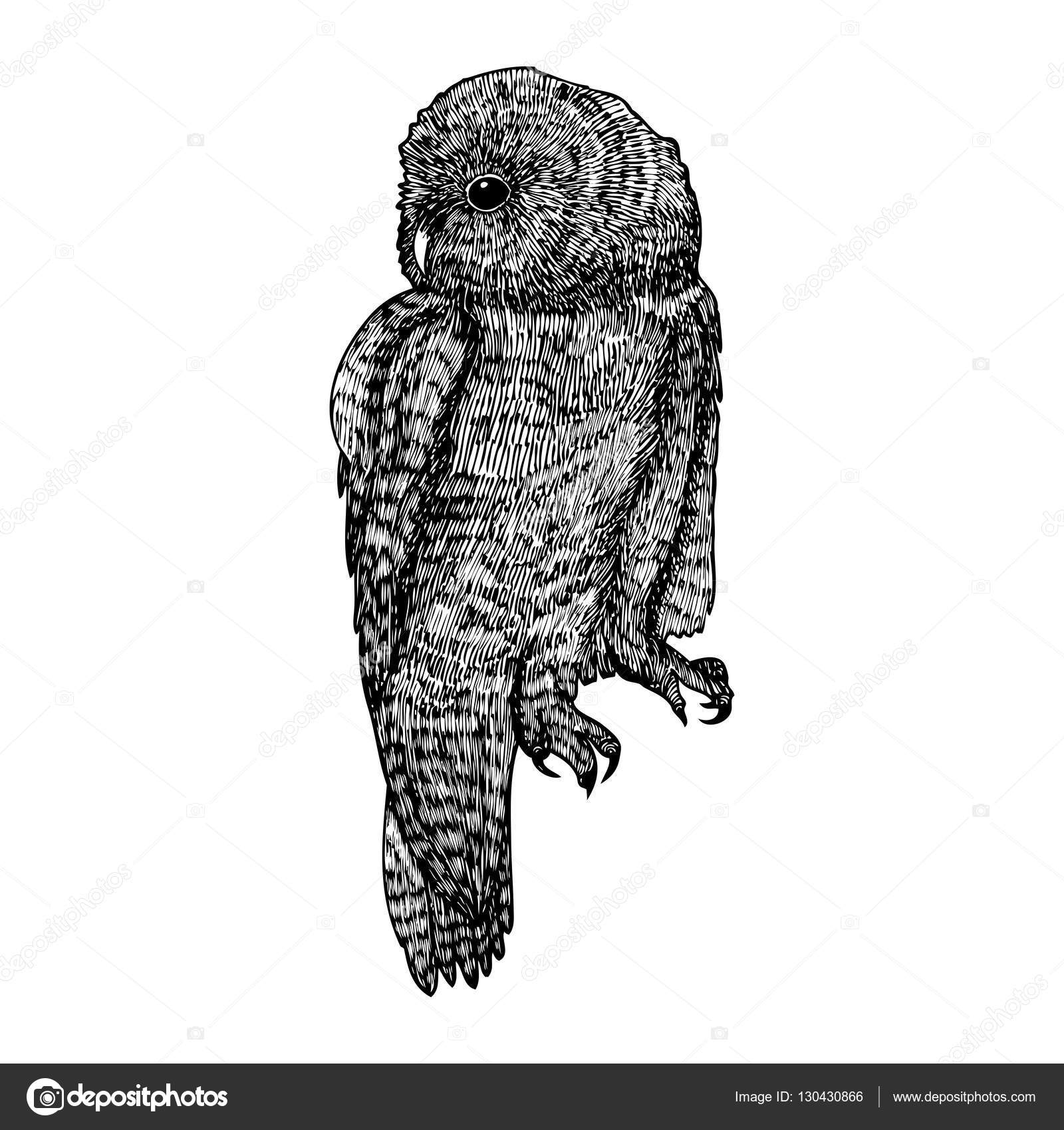 Owl ink line drawing Stock Vector Image by ©goldenshrimp 130430866