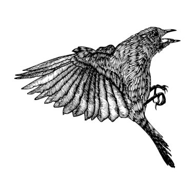 Kuş mürekkep çizgi çizme