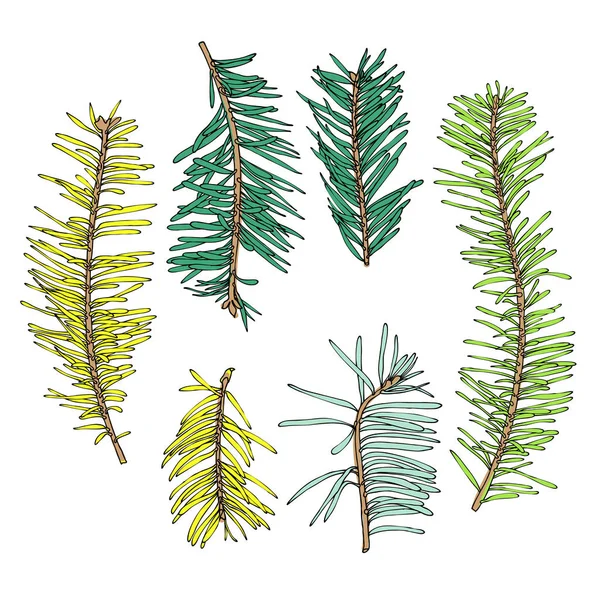 集合的手绘制植物针叶树 — 图库照片