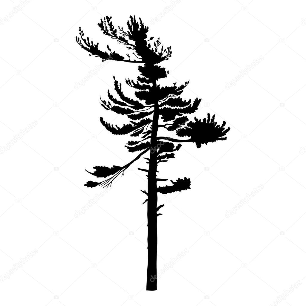 Silhouette of pine tree