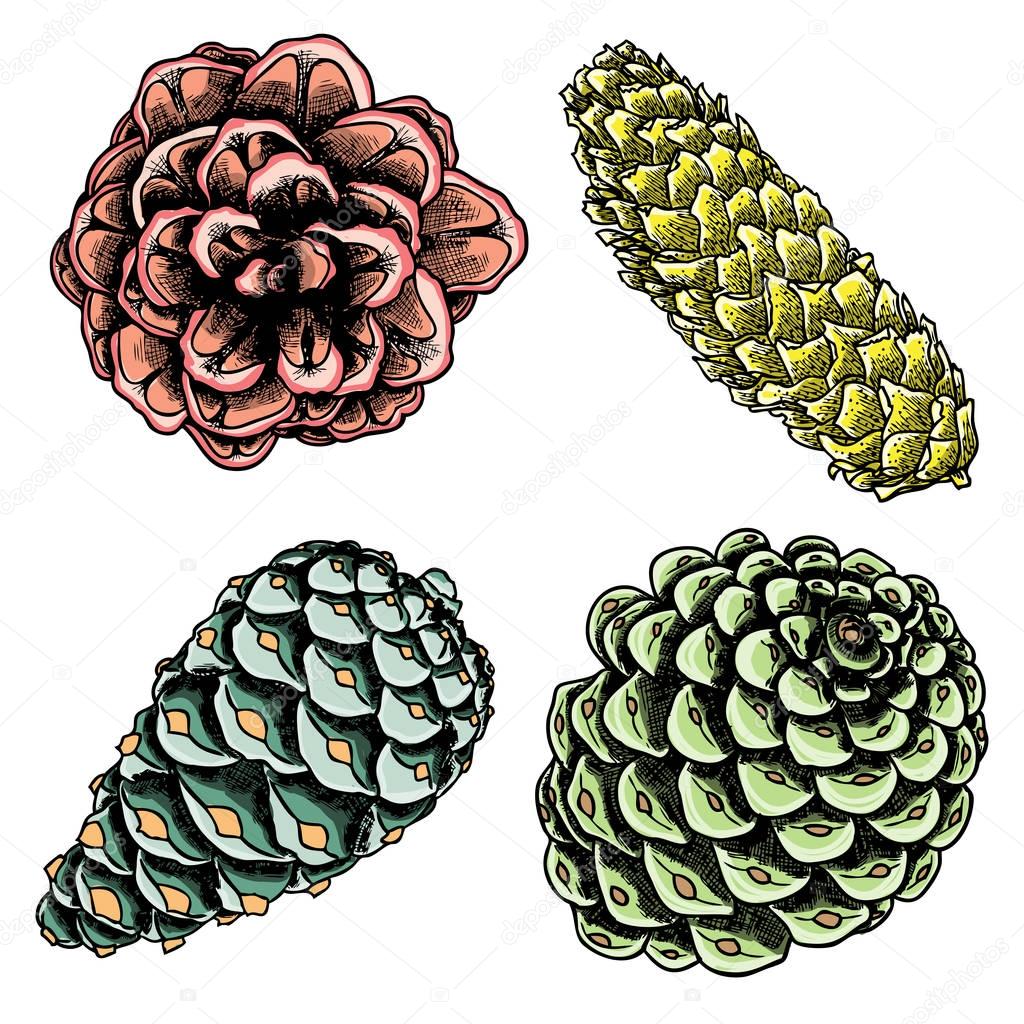 Set of inked drawings of pine cones