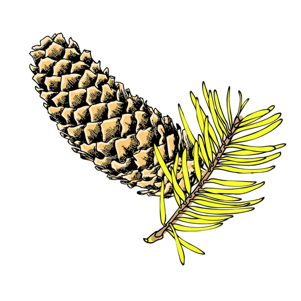 Cone de pinho pintado desenhado à mão —  Vetores de Stock