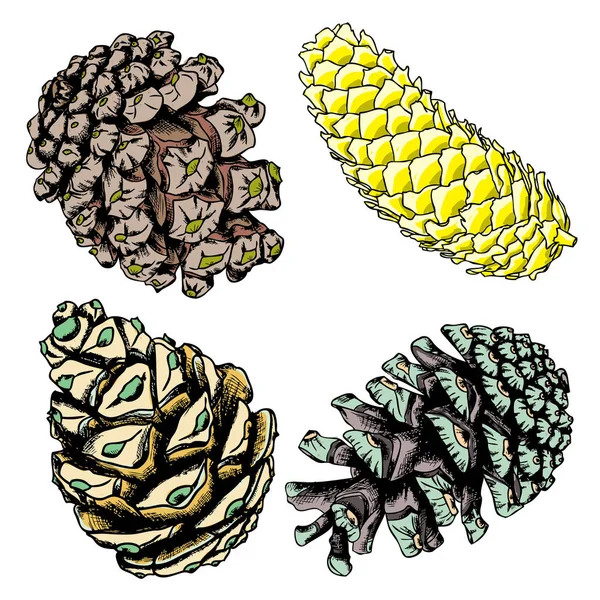 Conjunto de bocetos de cono de pino — Foto de Stock