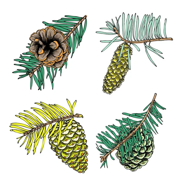 Pine cone skisser set — Stockfoto