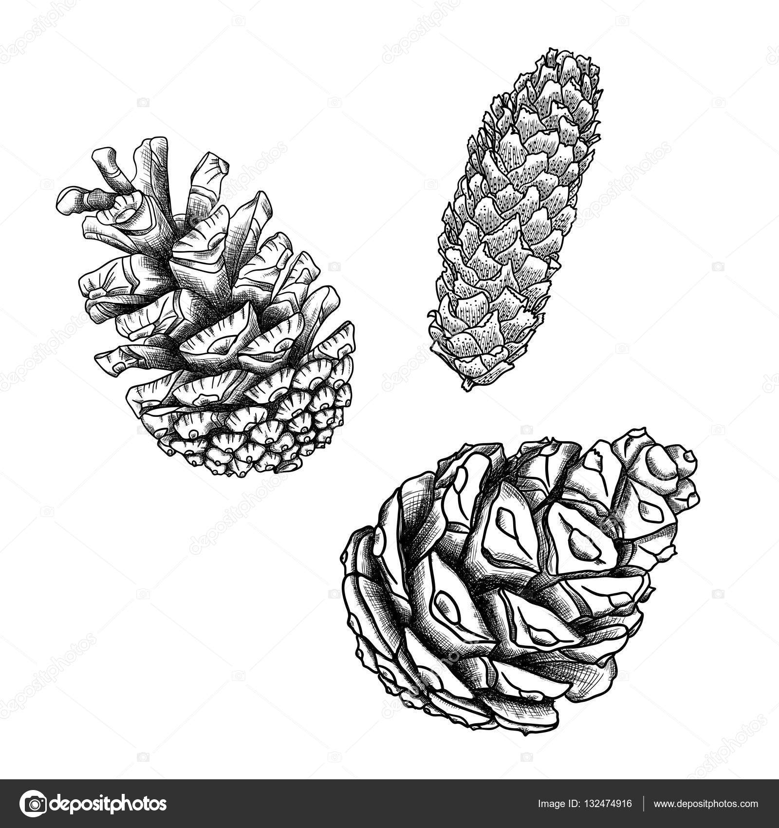 Set Of Drawings Of Pine Cones Stock Photo Image By C Goldenshrimp 132474916