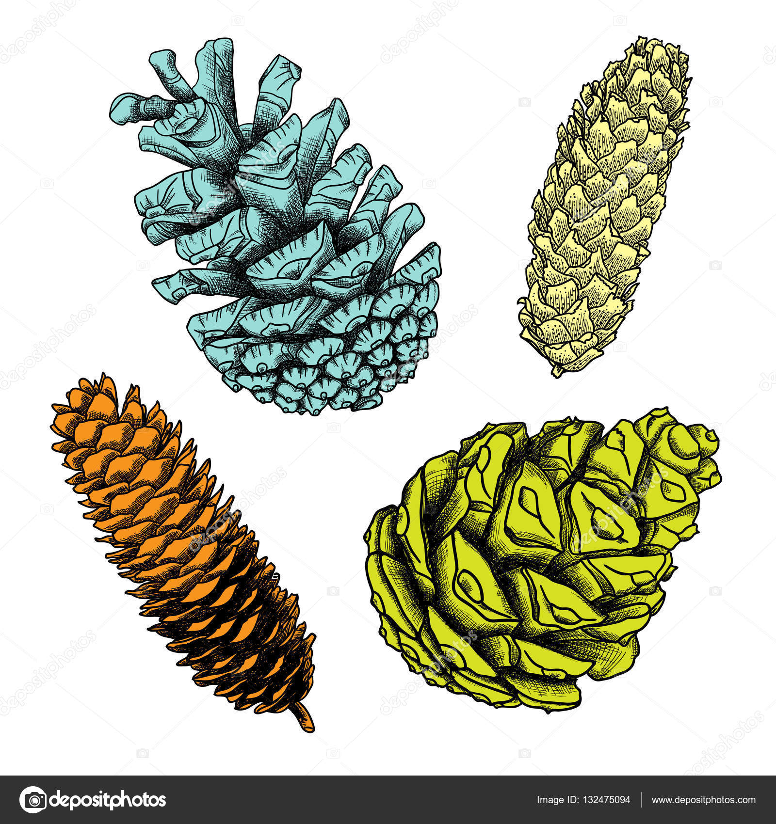 Resultado de imagen de dibujo de conos de coniferas