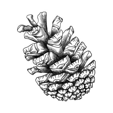 El çizim çam kozalağı