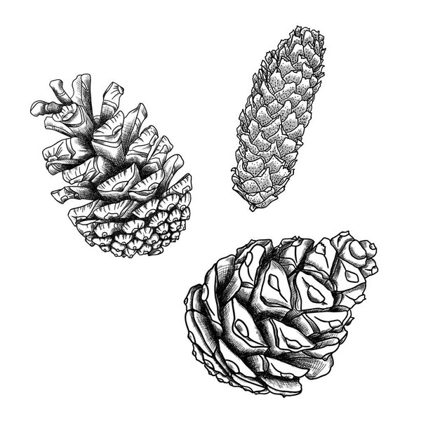 Set of drawings of pine cones