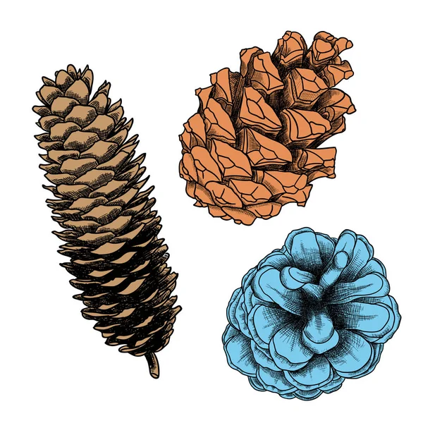 Conjunto de desenhos de cones de pinheiro — Fotografia de Stock