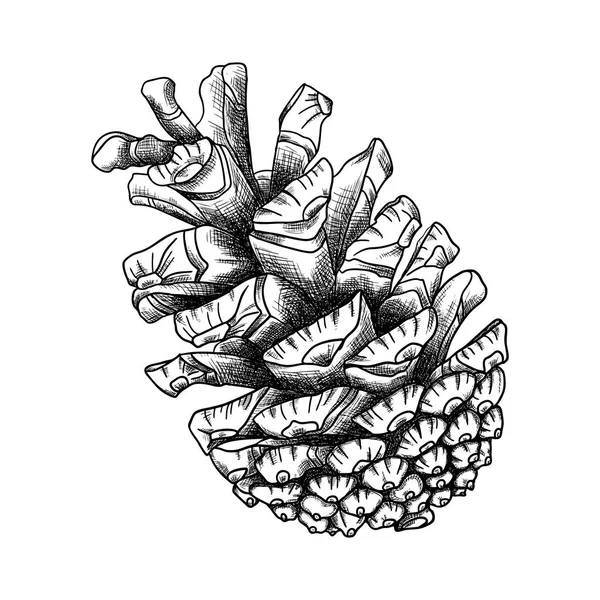 Dibujo a mano cono de pino — Foto de Stock