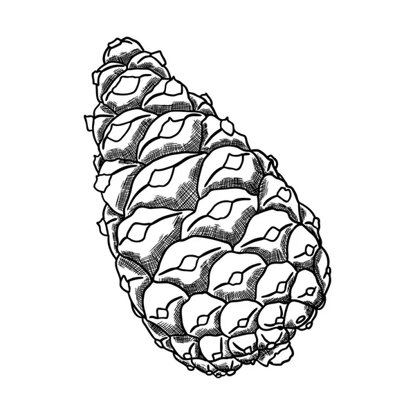 Hand drawing pine cone — Stock Photo, Image