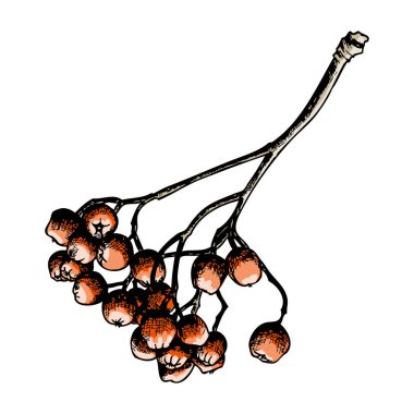 Elle çizilmiş Mürekkeplenmiş rowanberry